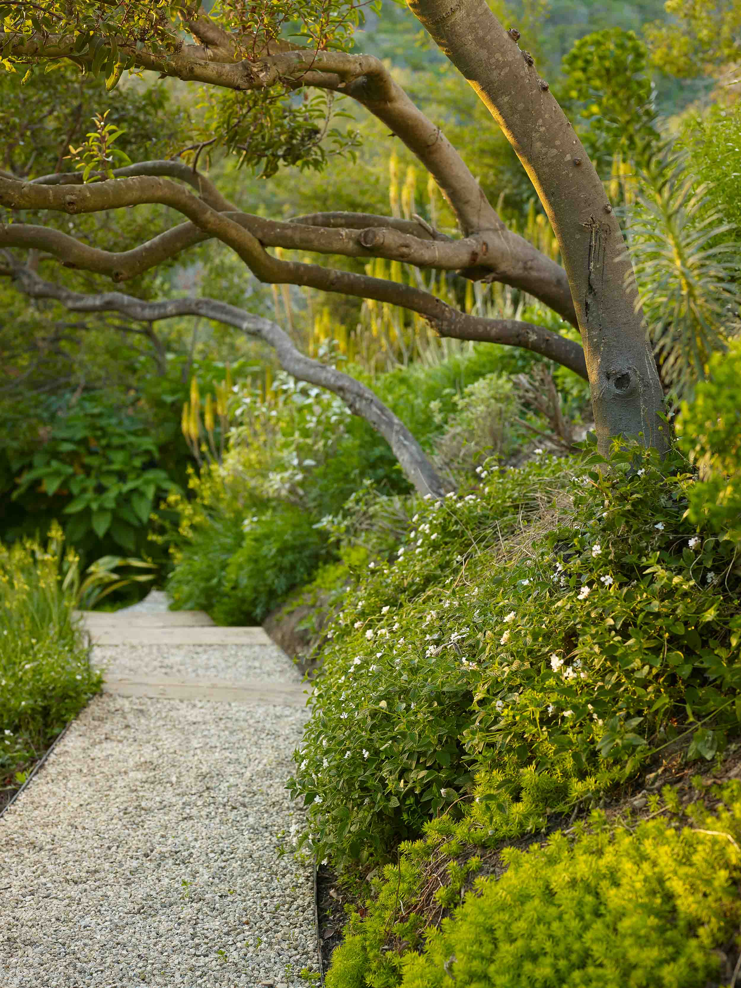 path along tree in afternoon sun