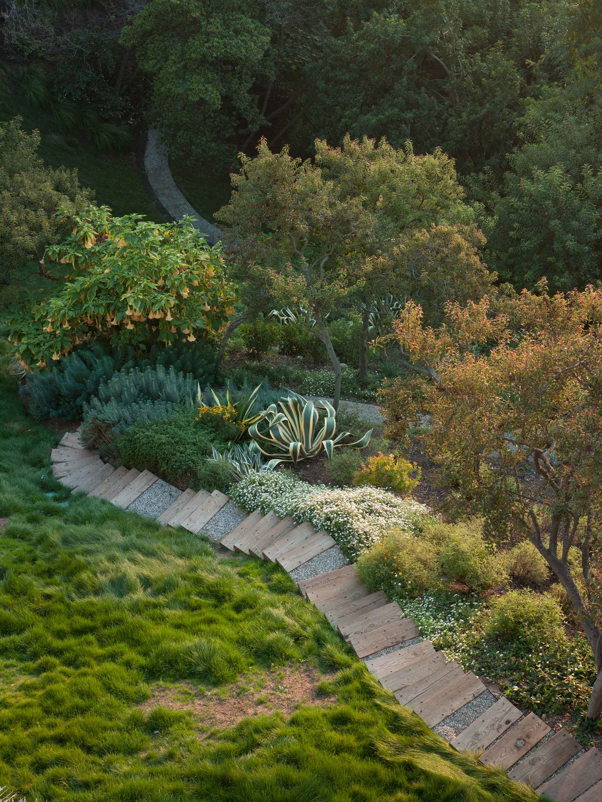 stepped path through garden with large agave