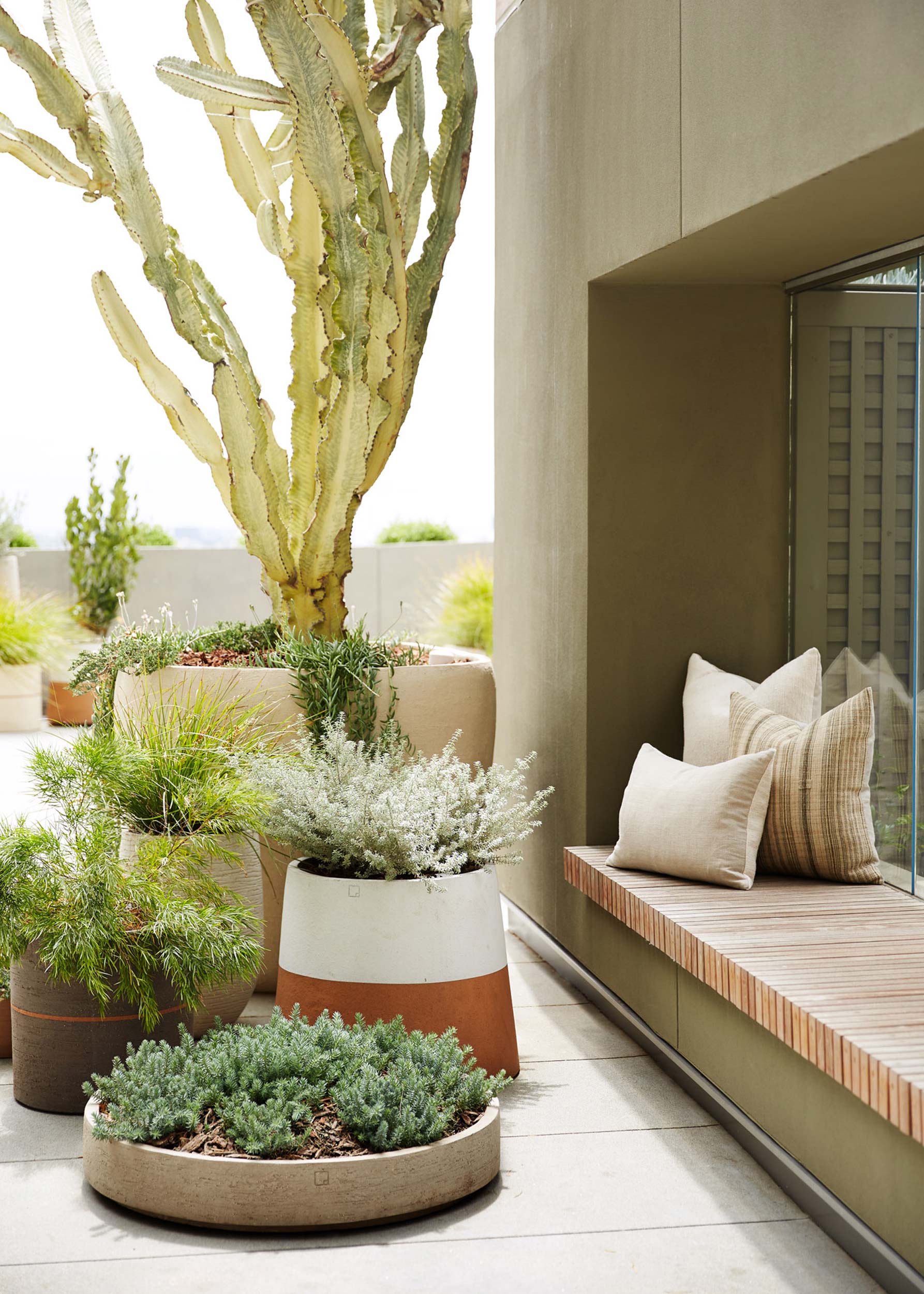 cactus in beige cermaic planters by wooden bench