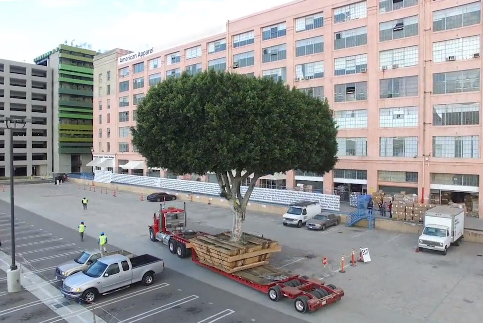 large tree being placed in a courtyard