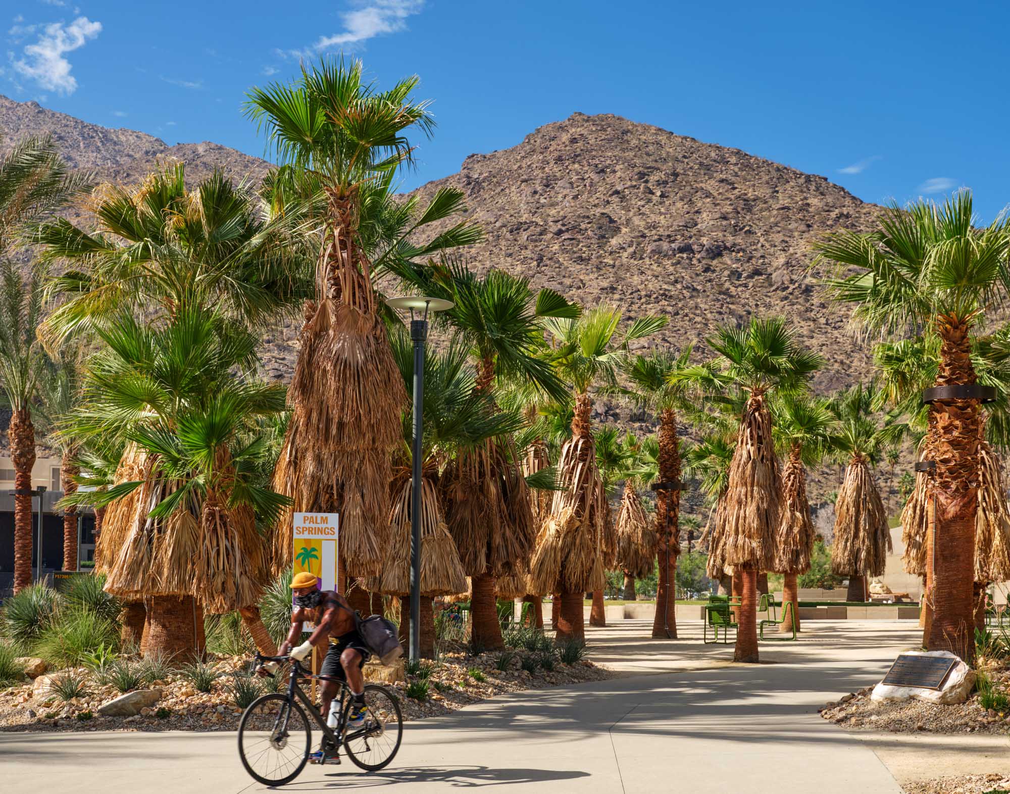 man riding bicycle with palm tree grove in the background