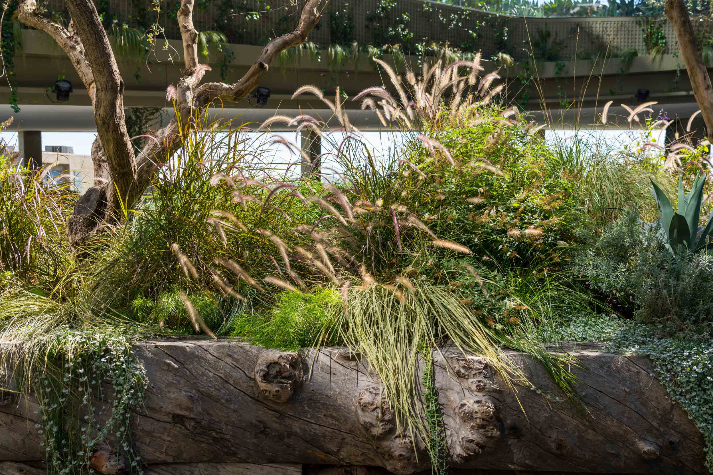 wild grasses in rustic wood planter