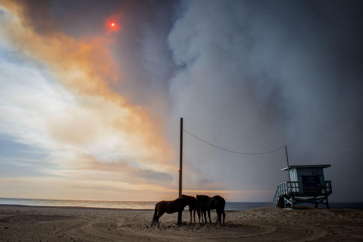 Horses evacuated from the Woolsey Fire tied up at Zuma Beach, Malibu, CA