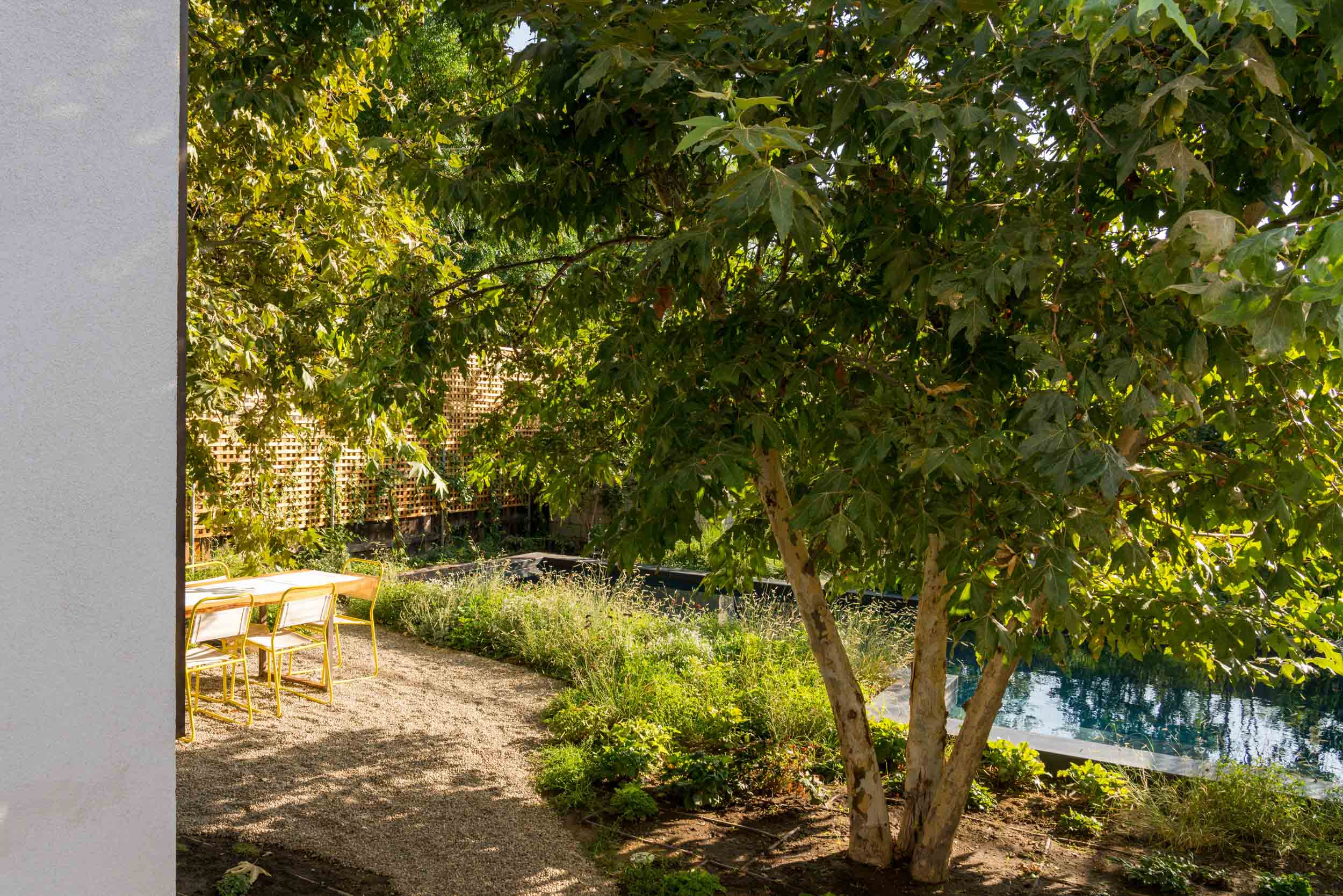 backyard with large tree and pool