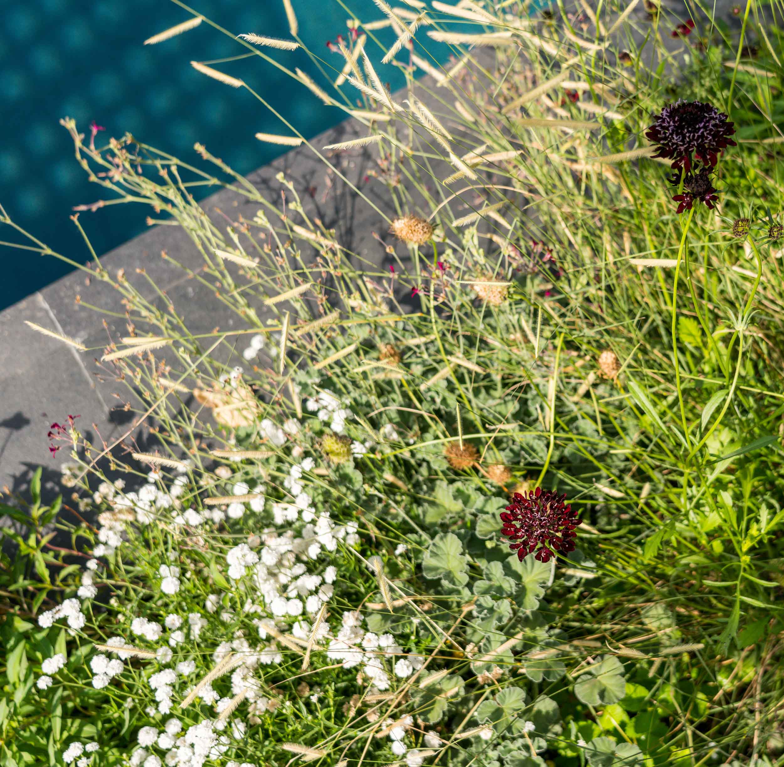 detail shot of plants