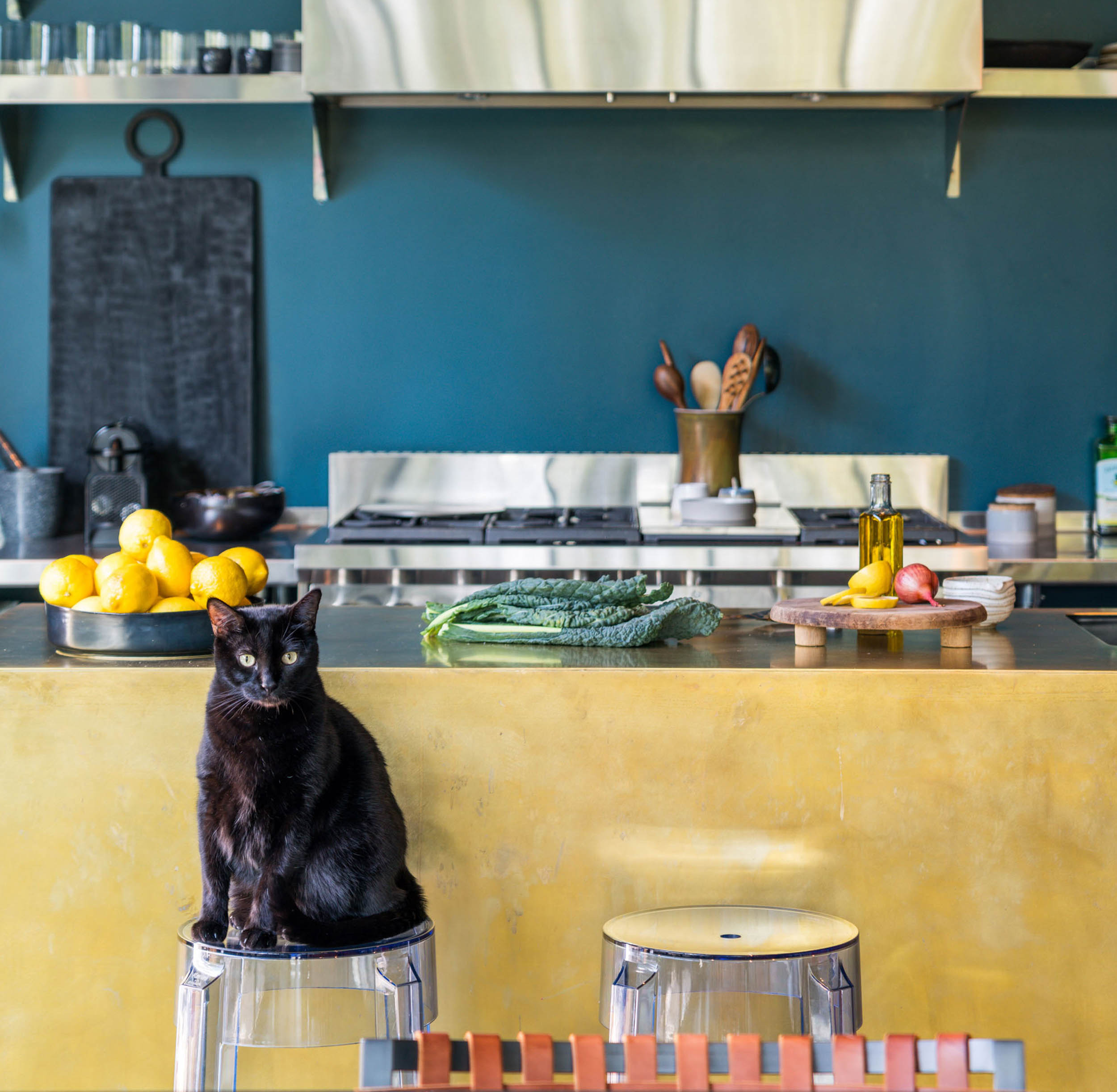 cat sitting on stool in modern kitchen