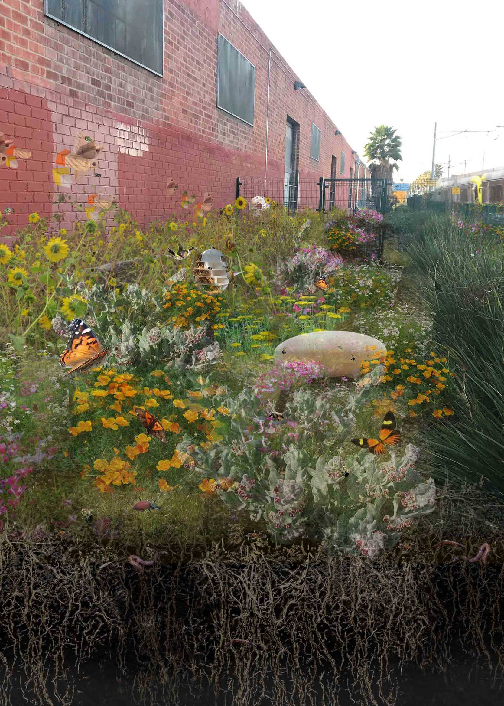 butterflies and flowers in urban backyard