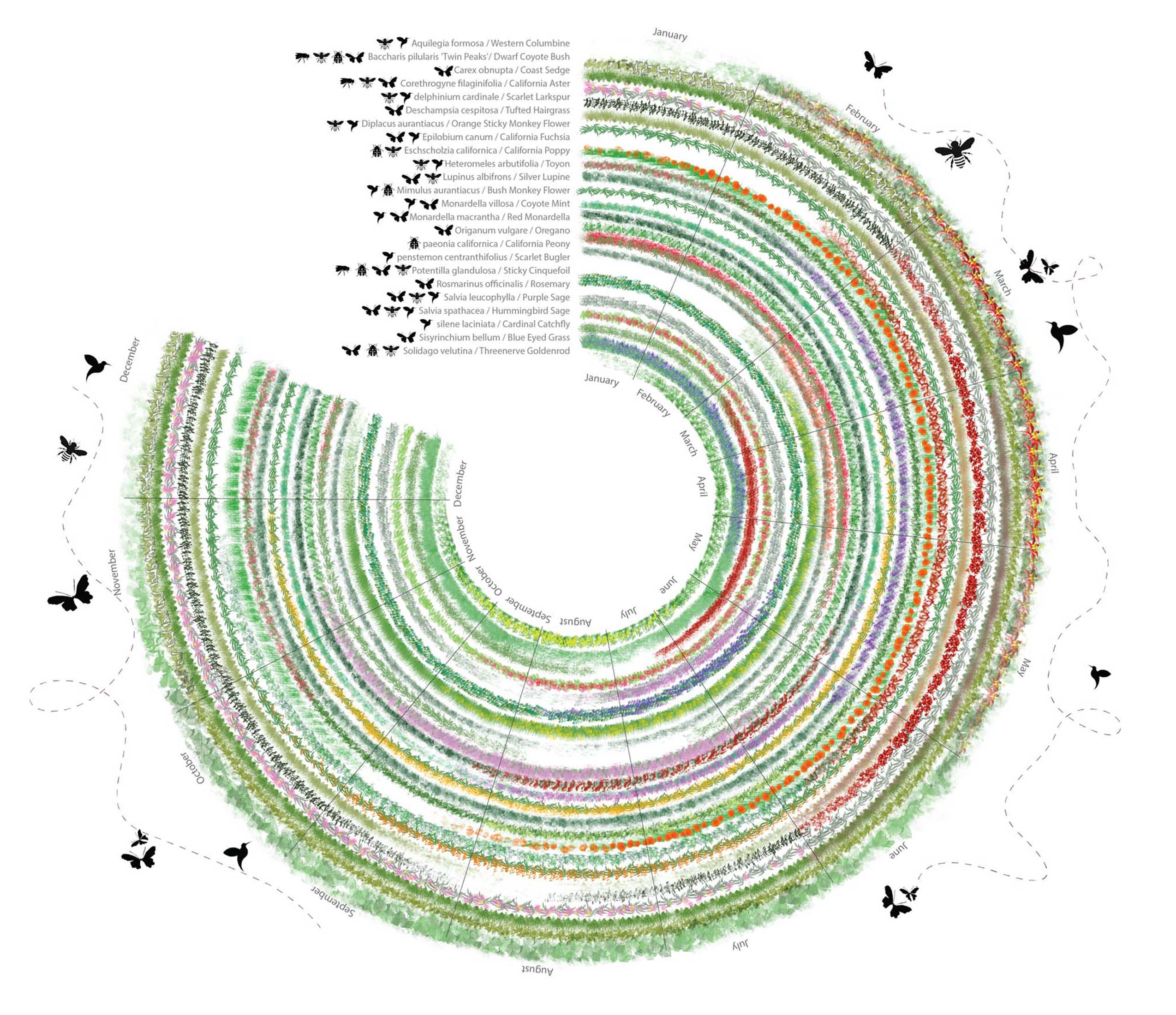 calendar diagram showing seasonal pollinators