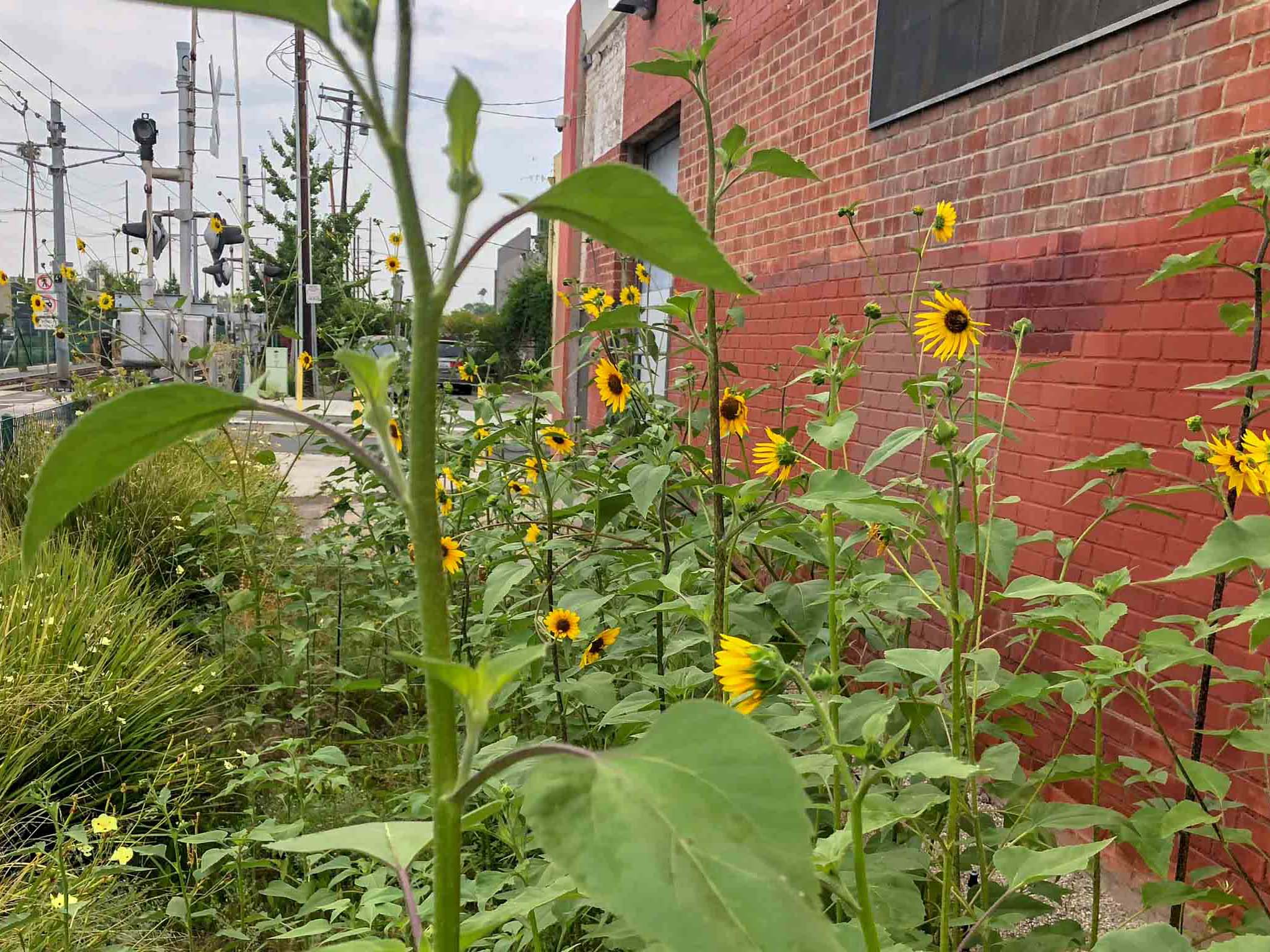 pollinators garden against brick wall