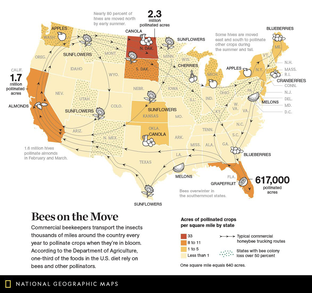 Map of the US depicting transportation routes commercial beekeepers use to pollinate crops across the US