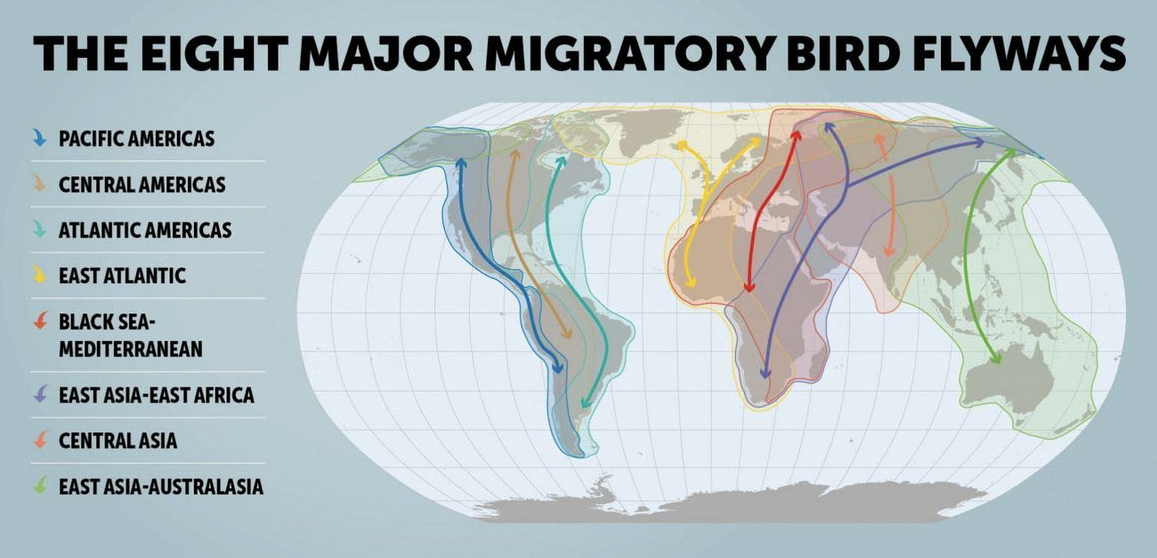 World map of migratory birds' flyway routes