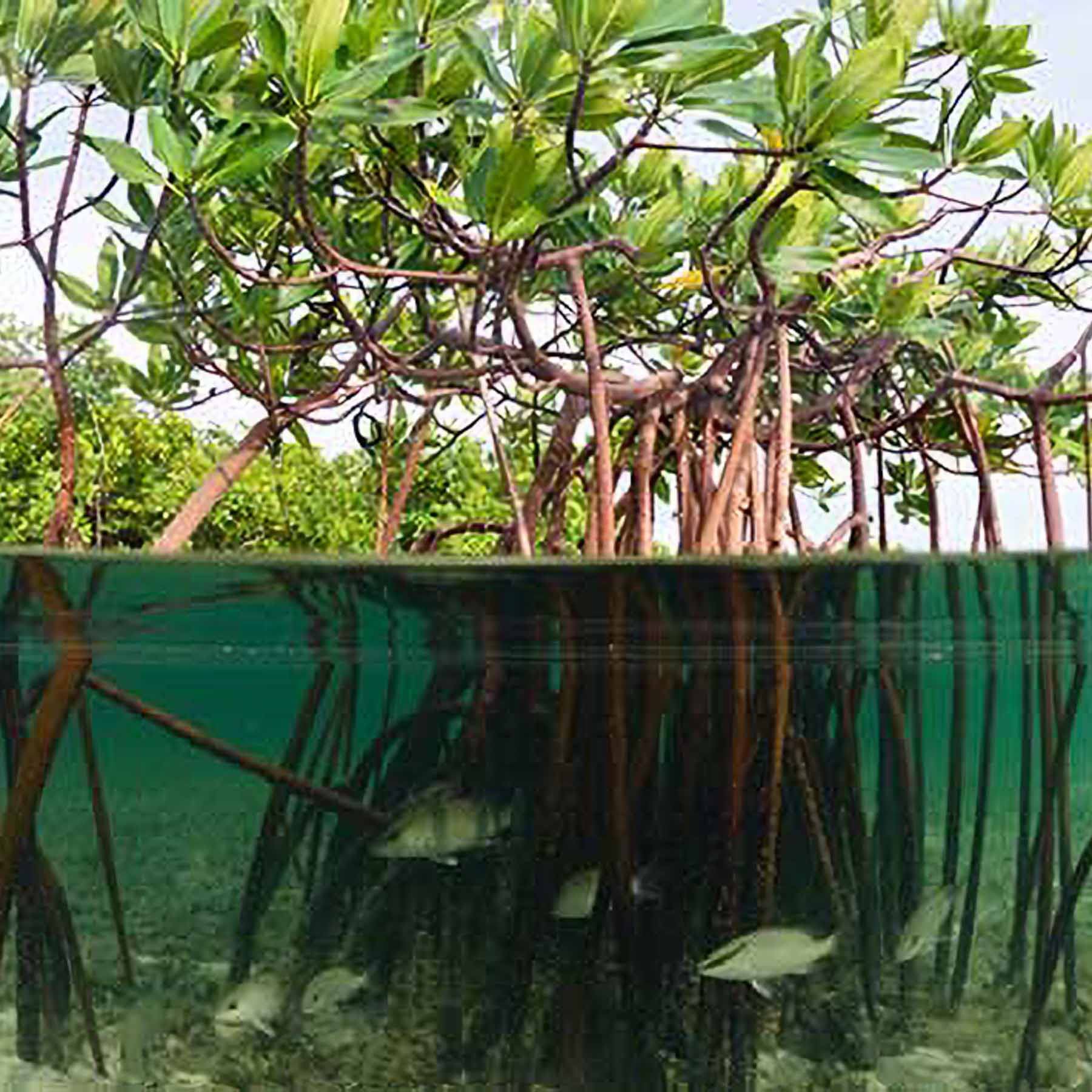 Photo of mangrove tree roots in water