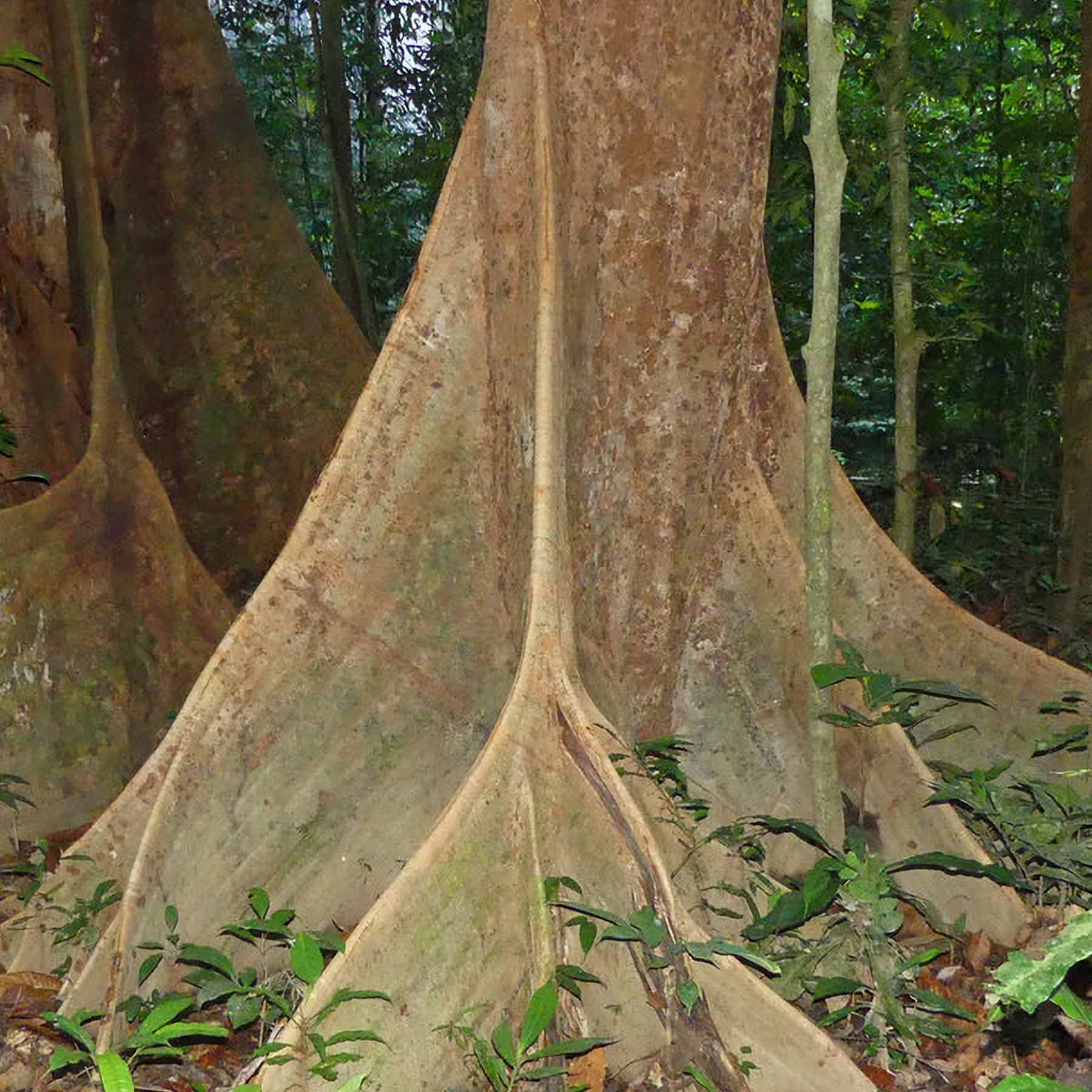 Photo of a Dipterocarp trunk