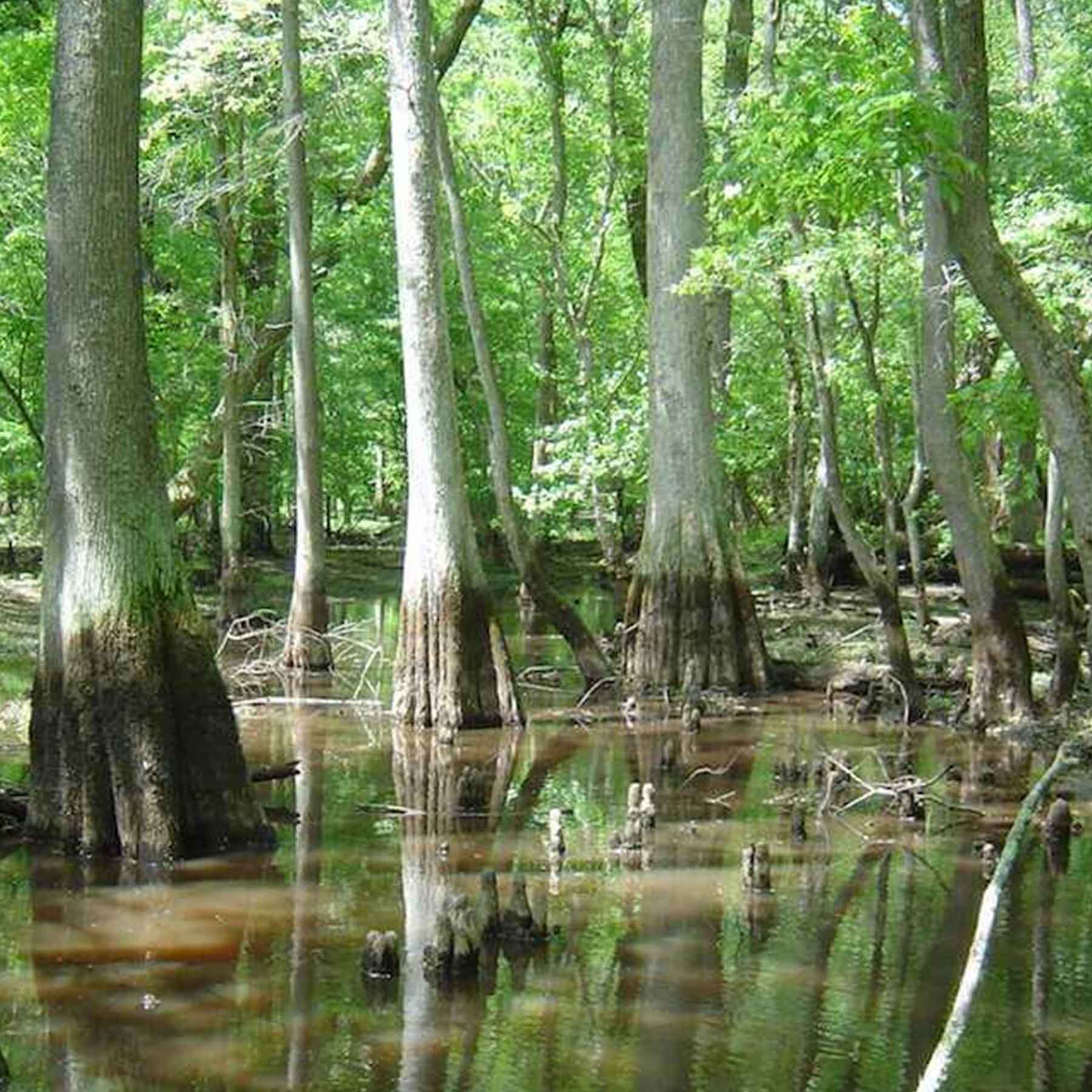 Marsh Pulai trees in water